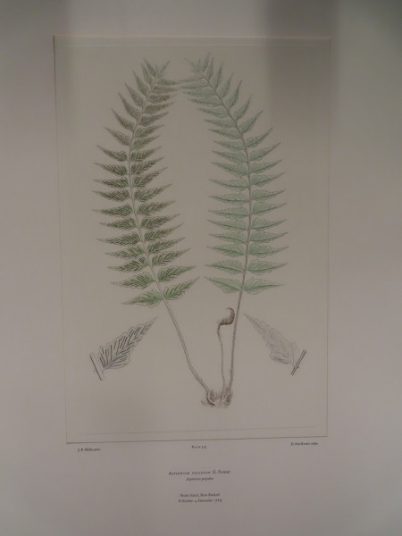 image FDA-E.2916_27_15-2016-A