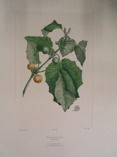 image FDA-E.2916_30_7-2016