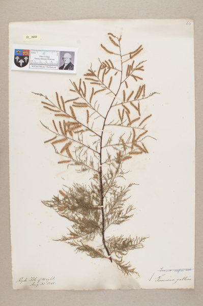 NHM_HH_10.68-2010 image NHM_HH_10.68-2010