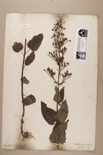 NHM_HH_25.11-2010 image NHM_HH_25.11-2010