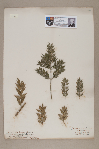 NHM_HH_38.45-2010 image NHM_HH_38.45-2010