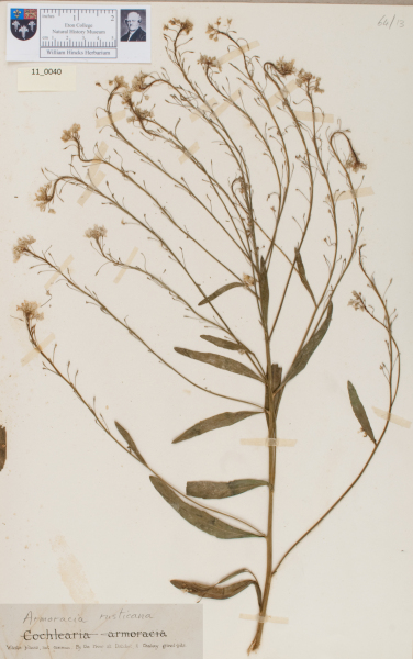 NHM_HH_11.40-2010 image NHM_HH_11.40-2010