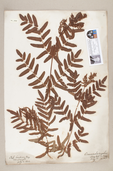 NHM_HH_4.8-2010 image NHM_HH_4.8-2010