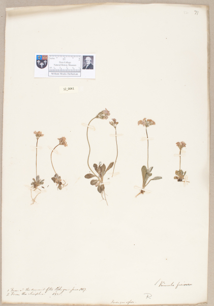 NHM_HH_12.41-2010 image NHM_HH_12.41-2010