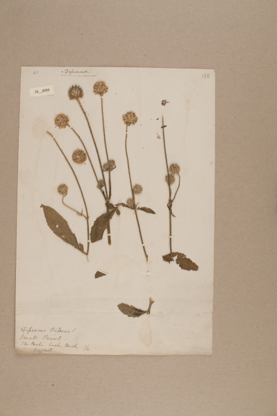 NHM_HH_26.95-2010 image NHM_HH_26.95-2010