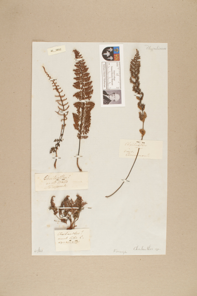 NHM_HH_41.12-2010 image NHM_HH_41.12-2010