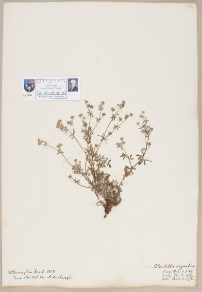 NHM_HH_13.50-2010 image NHM_HH_13.50-2010