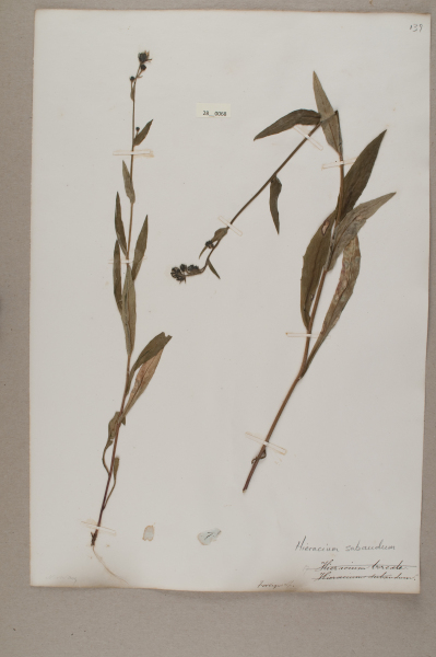 NHM_HH_28.68-2010 image NHM_HH_28.68-2010