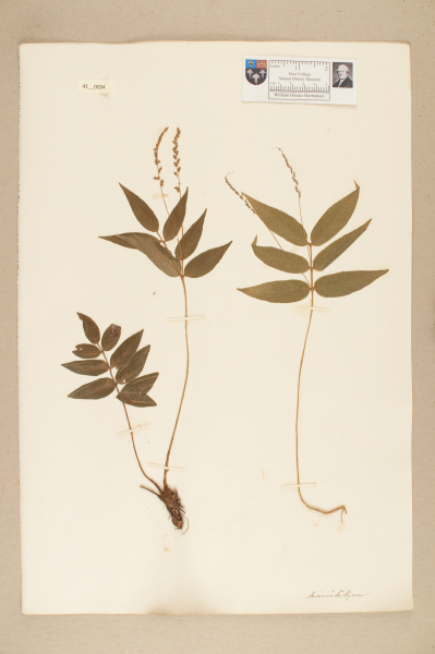 NHM_HH_41.54-2010 image NHM_HH_41.54-2010