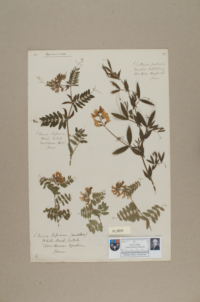 NHM_HH_15.29-2010 image NHM_HH_15.29-2010