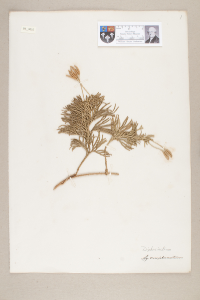 NHM_HH_3.10-2010 image NHM_HH_3.10-2010