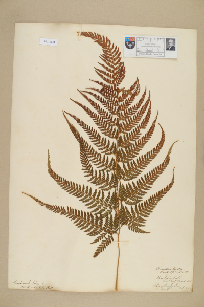 image NHM_HH_42.144-2010