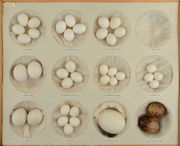 NHM-NE.12-2015 image NHM-NE.12-2015