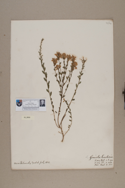 NHM_HH_16.50-2010 image NHM_HH_16.50-2010