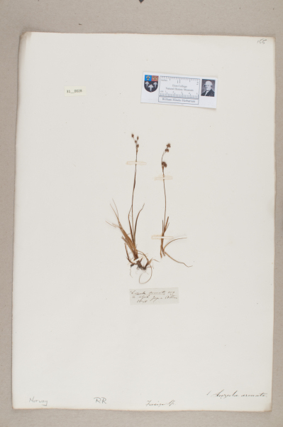 NHM_HH_31.28-2010 image NHM_HH_31.28-2010