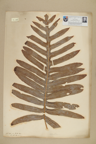 NHM_HH_42.87-2010 image NHM_HH_42.87-2010