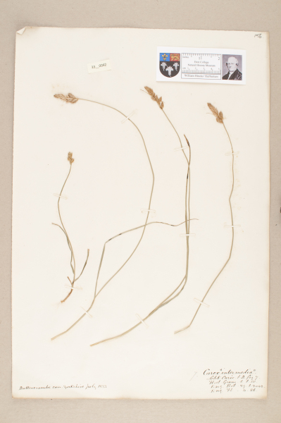 NHM_HH_33.42-2010 image NHM_HH_33.42-2010