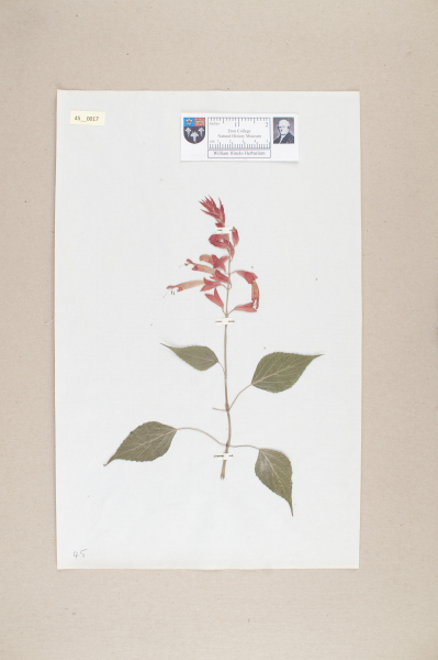 NHM_HH_45.17-2010 image NHM_HH_45.17-2010