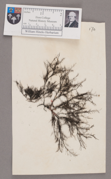 NHM_HH_1.170-2010 image NHM_HH_1.170-2010