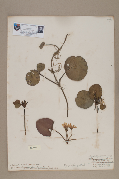 NHM_HH_20.26-2010 image NHM_HH_20.26-2010