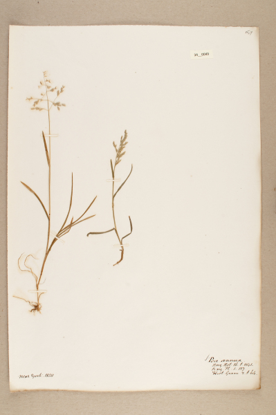 NHM_HH_34.49-2010 image NHM_HH_34.49-2010