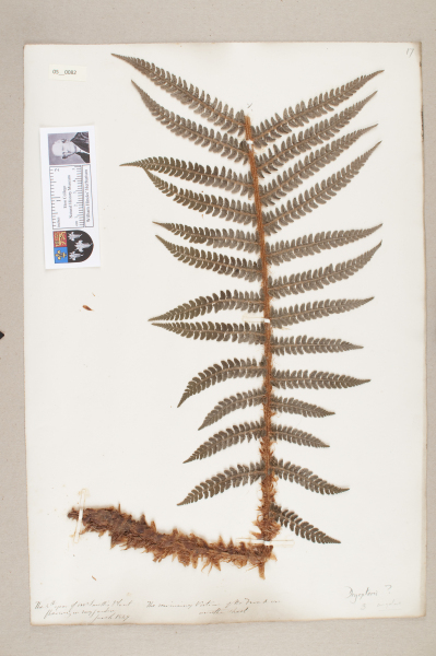 NHM_HH_5.82-2010 image NHM_HH_5.82-2010