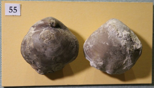 NHM.516-2017 image NHM.516-2017