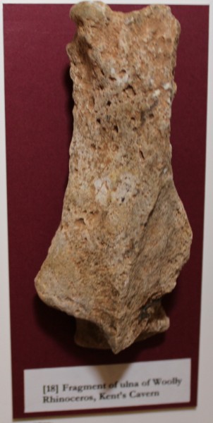 NHM.189-2016 image NHM.189-2016