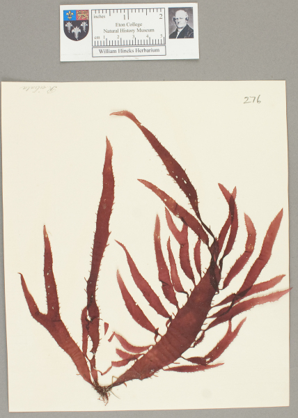 image NHM_HH_1.276-2010