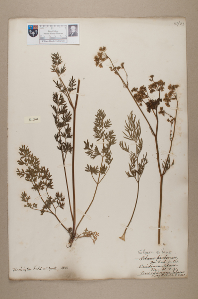 NHM_HH_21.67-2010 image NHM_HH_21.67-2010