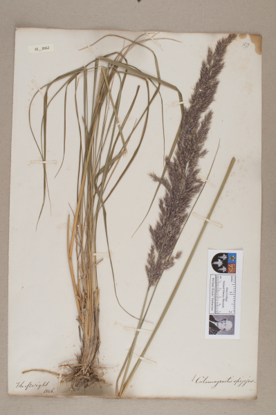 NHM_HH_35.62-2010 image NHM_HH_35.62-2010