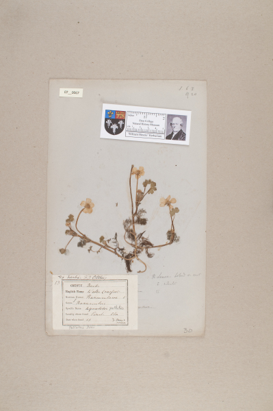 NHM_HH_7.67-2010 image NHM_HH_7.67-2010