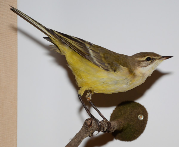 NHM_GT_1_2016 image NHM_GT_1_2016