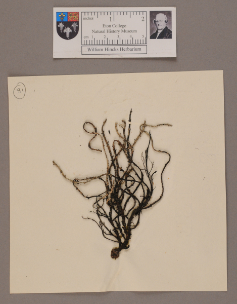 NHM_HH_1.81-2010 image NHM_HH_1.81-2010