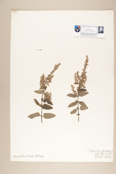 NHM_HH_23.47-2010 image NHM_HH_23.47-2010