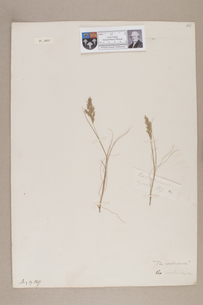 NHM_HH_37.17-2010 image NHM_HH_37.17-2010