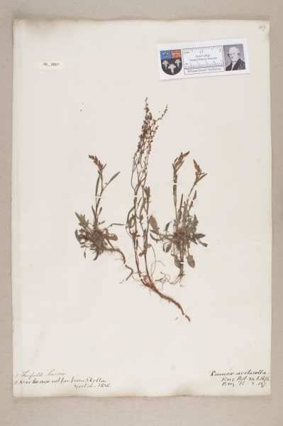 NHM_HH_8.67-2010 image NHM_HH_8.67-2010