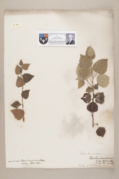 NHM_HH_10.77-2010 image NHM_HH_10.77-2010