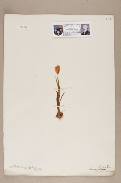 NHM_HH_39.12-2010 image NHM_HH_39.12-2010