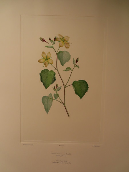 FDA-E.2916_28_9-2016-A image FDA-E.2916_28_9-2016-A