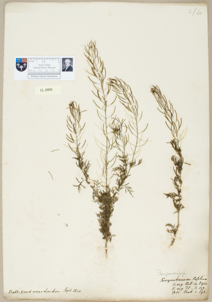 NHM_HH_11.5-2010 image NHM_HH_11.5-2010