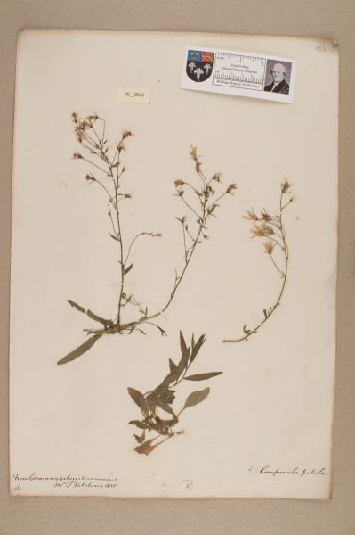 NHM_HH_26.13-2010 image NHM_HH_26.13-2010