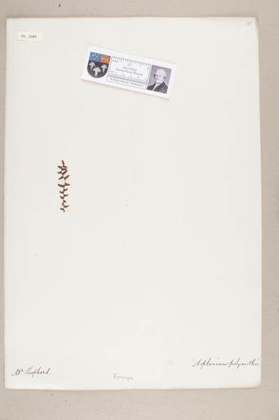 NHM_HH_4.89-2010 image NHM_HH_4.89-2010