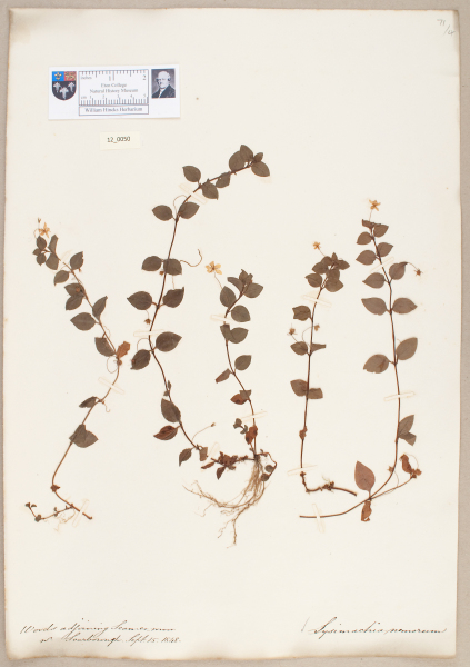 NHM_HH_12.50-2010 image NHM_HH_12.50-2010