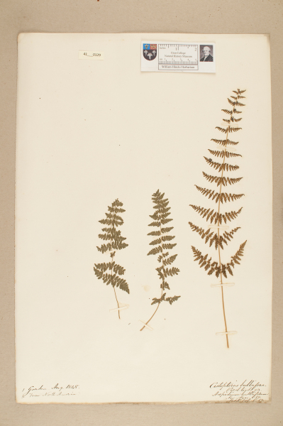 image NHM_HH_41.129-2010