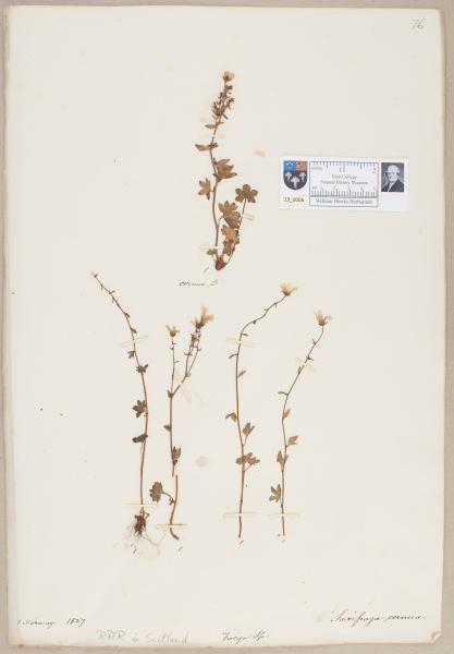 NHM_HH_13.6-2010 image NHM_HH_13.6-2010