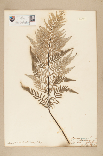 image NHM_HH_41.63-2010