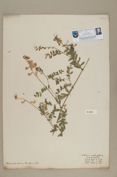 NHM_HH_15.38-2010 image NHM_HH_15.38-2010