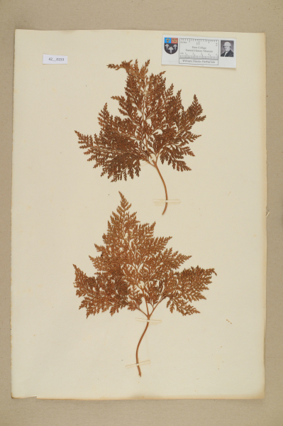 NHM_HH_42.153-2010 image NHM_HH_42.153-2010