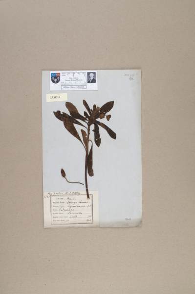 NHM_HH_17.10-2010 image NHM_HH_17.10-2010